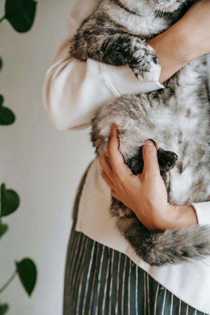 cat following owner from room to room