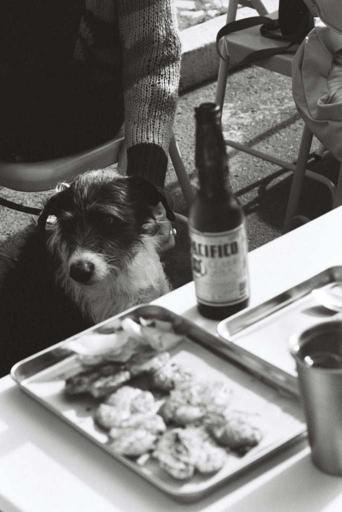dog considers sneaking beer at a party