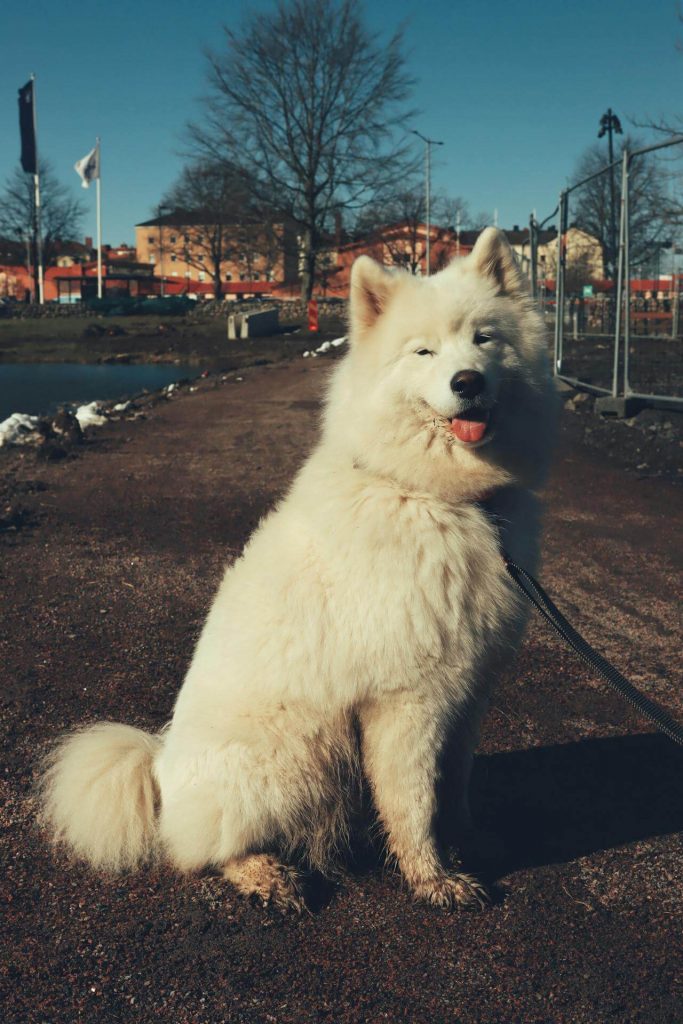 white husky at park in Raleigh, NC