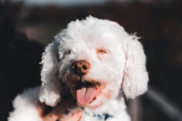 Hanging Tongue Syndrome in Dogs · Falls Village Vet Hospital