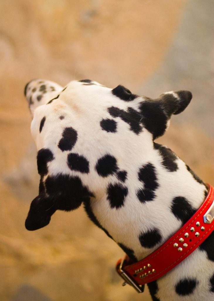 Deafness is common in Dalmatians