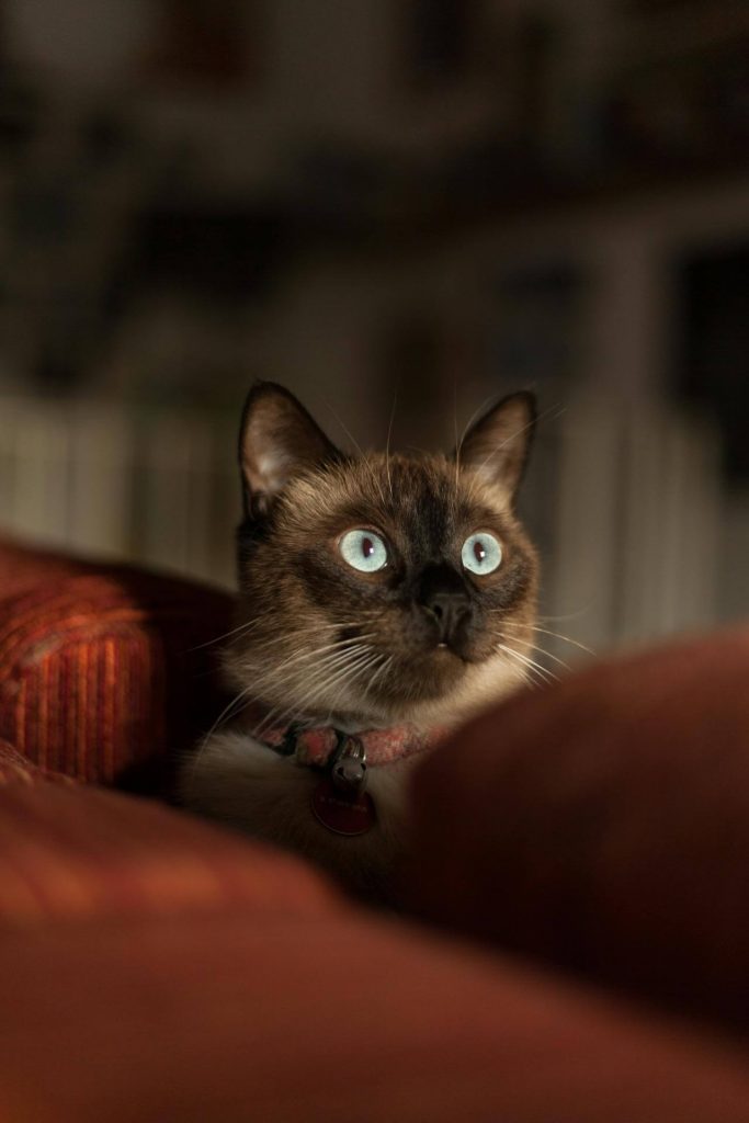 senior cat with deafness