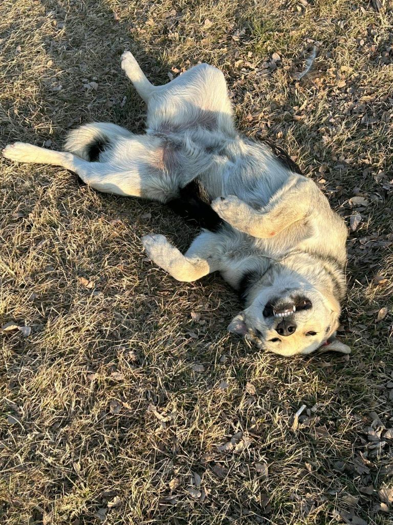 Dog with IBS Rolling in grass