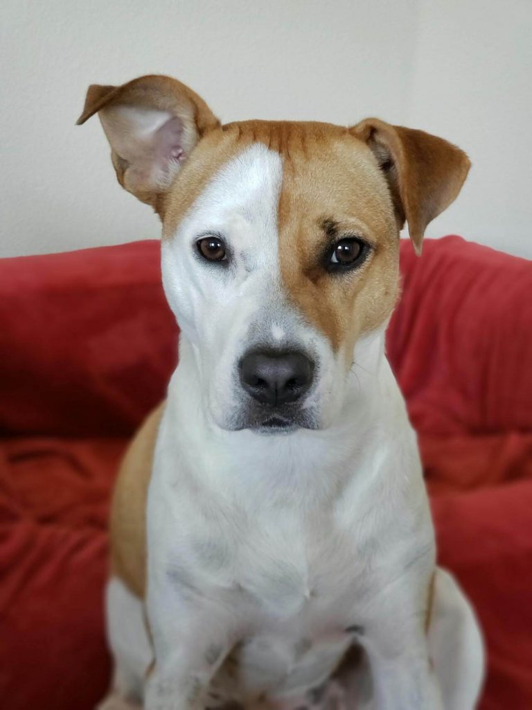 Dog that may have swallowed dental floss