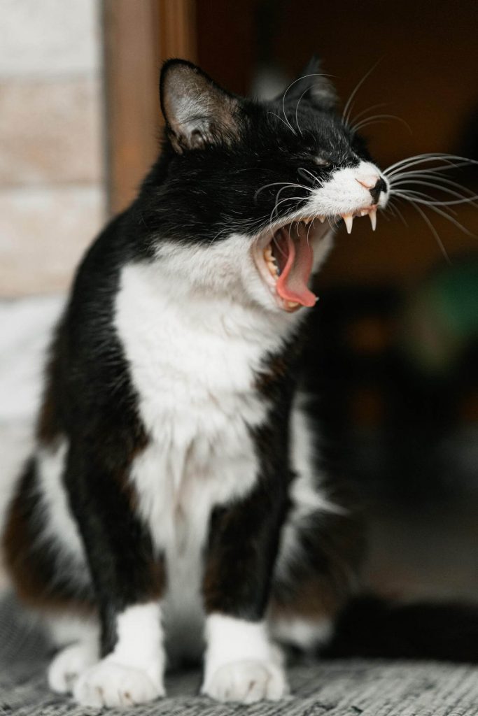 cat yawning with long whiskers