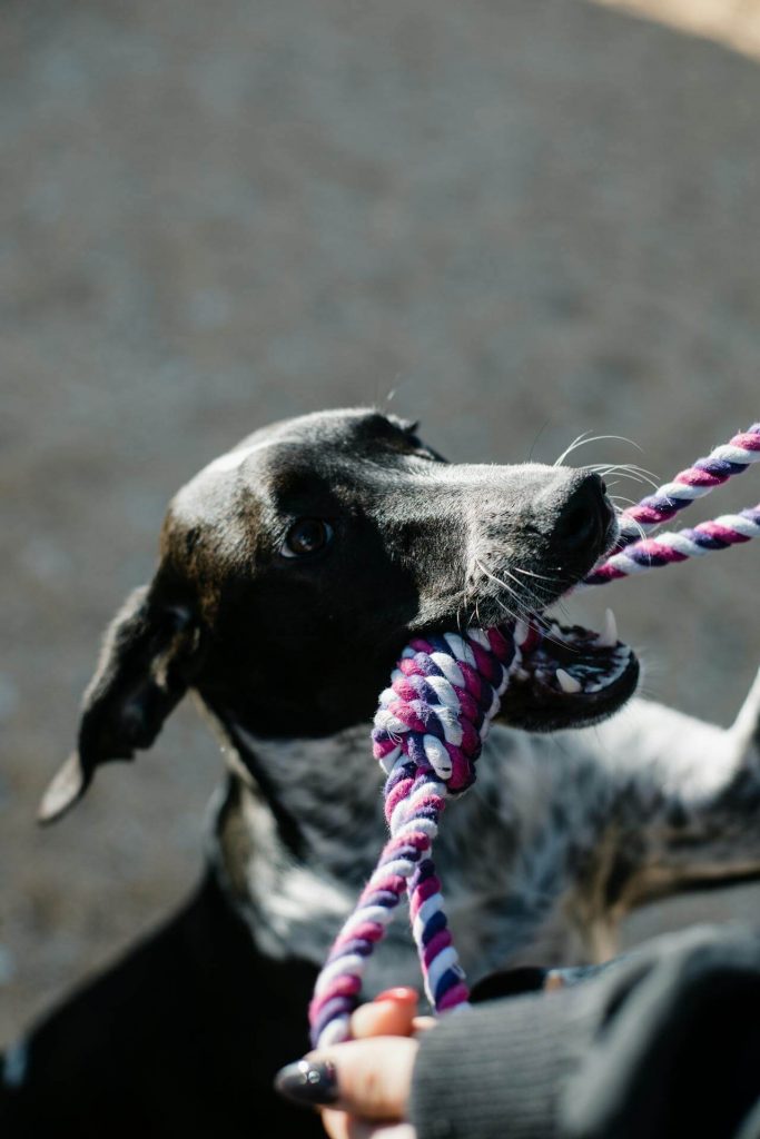 dog plays with new rope toy so strings aren't a swallowing hazard
