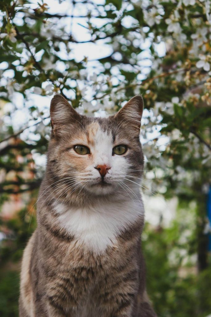 Cat using whiskers to sense its surroundings