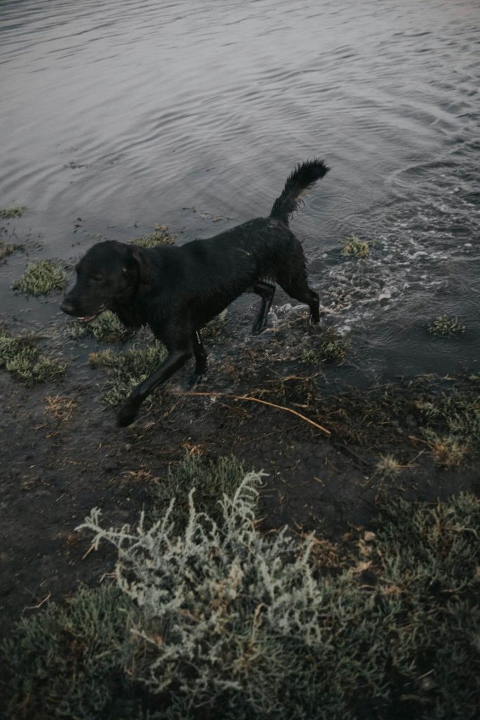 Dog swimming in a pond that may have pythium