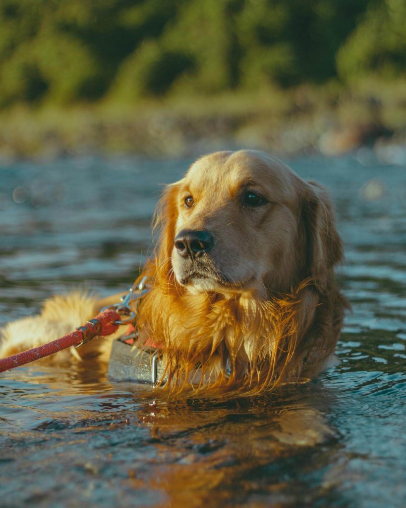 lab swimming in warm, stagnant water