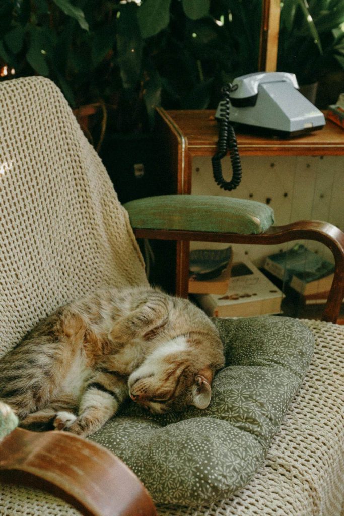 Sleeping indoor tabby cat is current on her rabies vaccine in Raleigh, NC