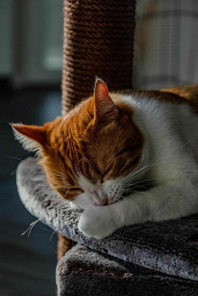 Indoor white an orange cat in Raleigh current on rabies vaccine