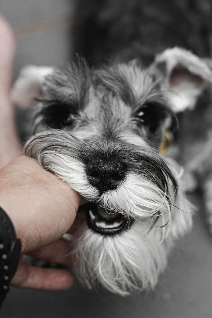 schnauzer with high fat sensitivity is at increased risk for pancreatitis
