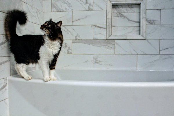 Can You Really Toilet Train Your Cat? · Falls Village Vet Hospital