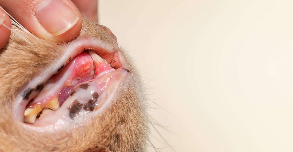 Close up of vet looking at the broken tooth and inflamed gums of an orange cat