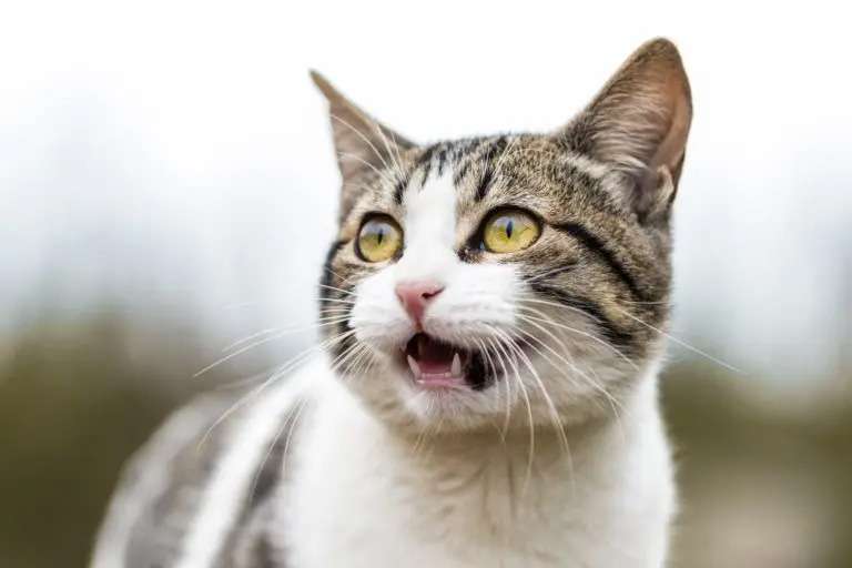 Gray and white cat meowing showing teeth