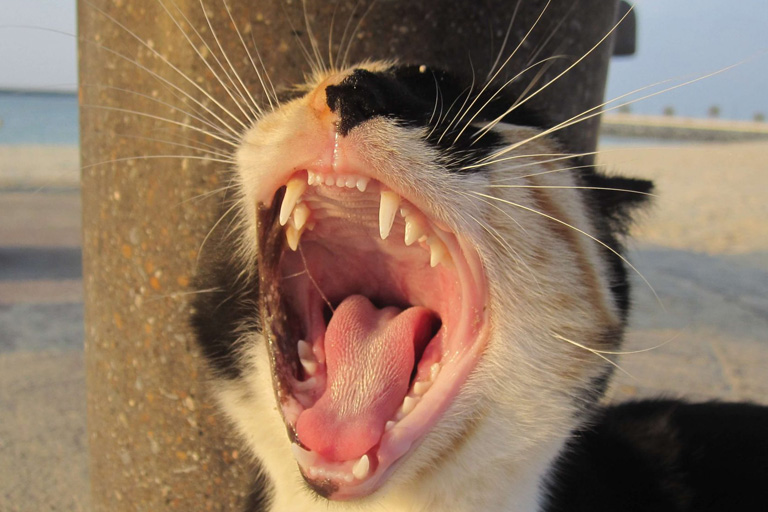 Black, white, and brown cat yawning showing teeth