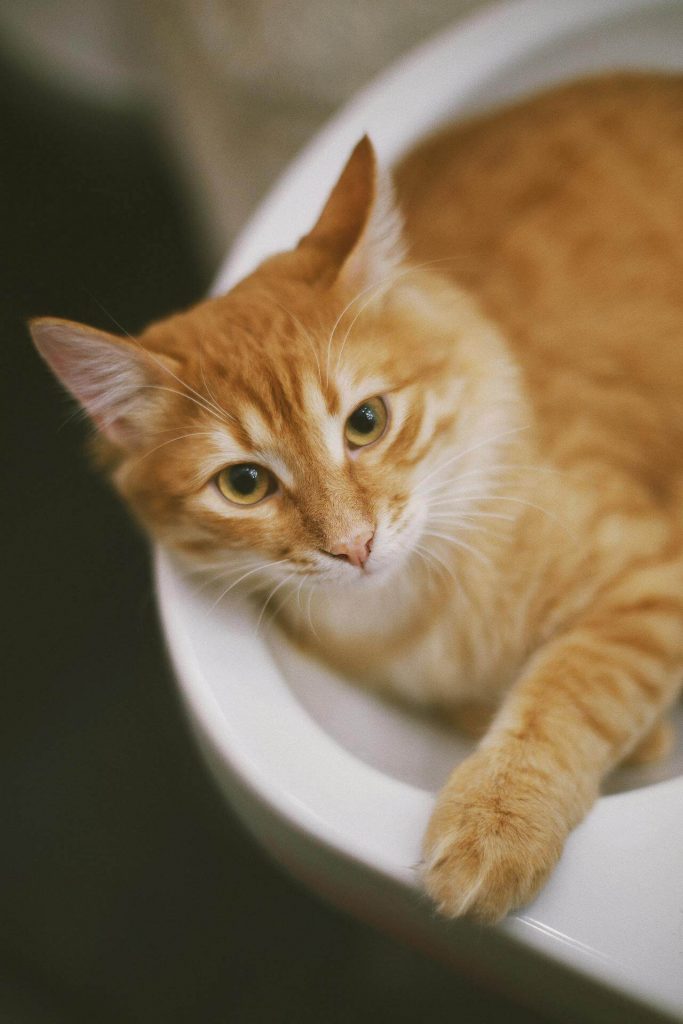 orange cat learning to use the toilet