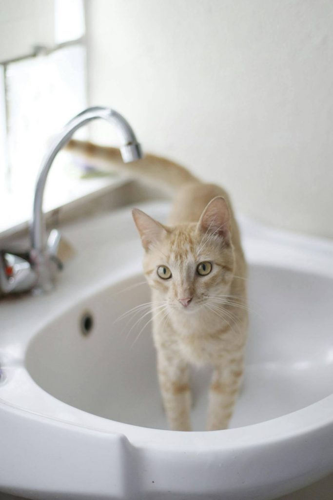 toilet trained tabby cat in bathroom sink