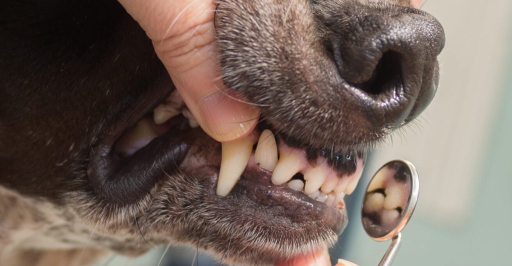 Raleigh Veterinarian checking dog teeth with a small mirror to determine level of pet dental needed