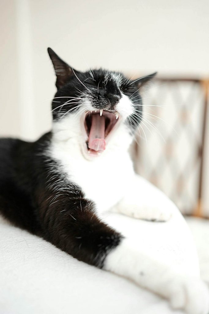 black and white cat who gets regular veterinary dental cleanings yawning