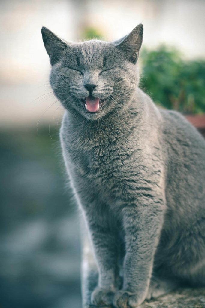 grey cat free from gingivitis stick out her tongue
