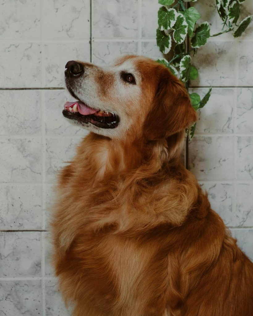 old golden retreiver dog maintains joint health with age