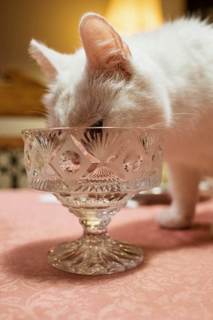 cat eating out of crystal dish gets sick after eating