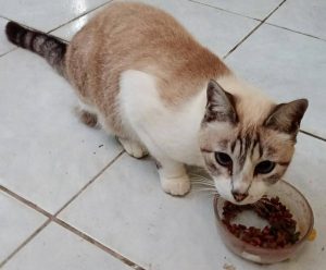 cat throws up after eating kibble