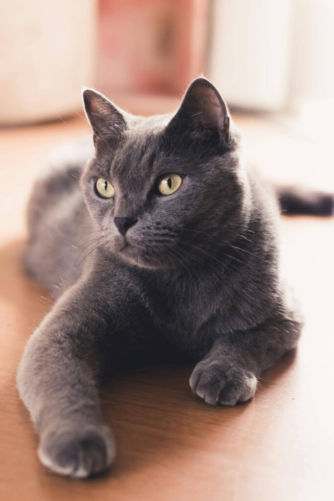 spayed grey cat has lower risk of reproductive cancer