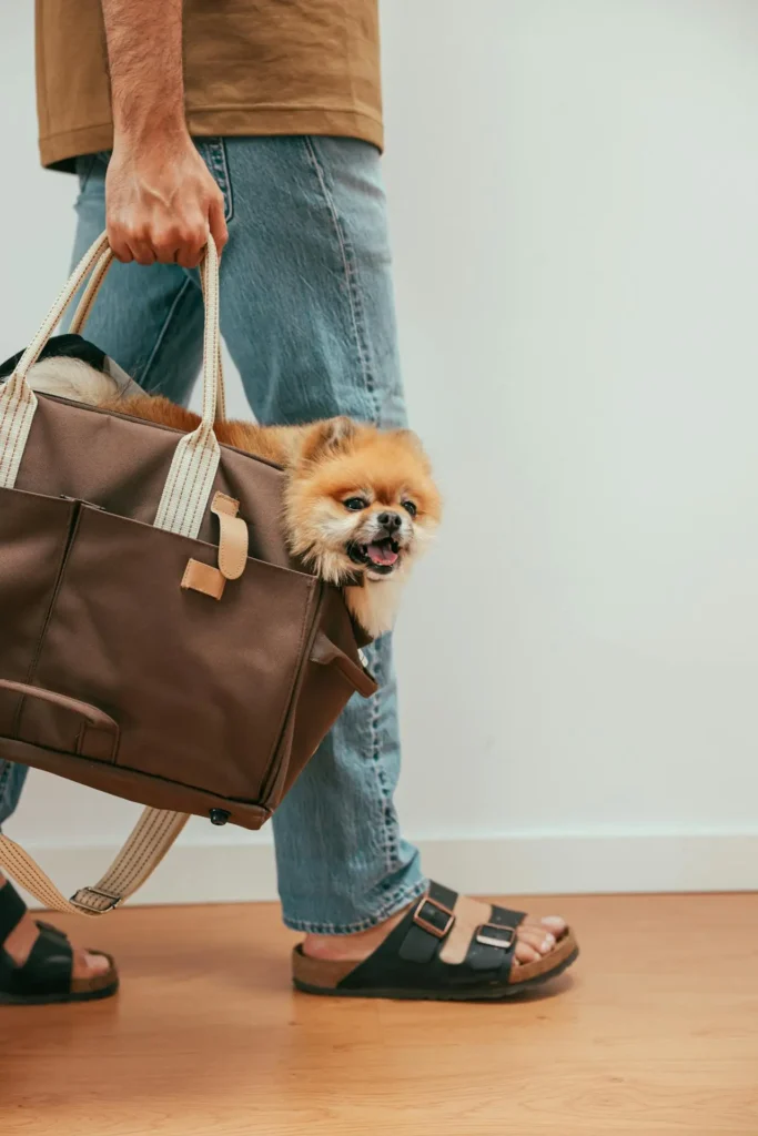 Pomeranian dog in a carrier preparing to board a flight