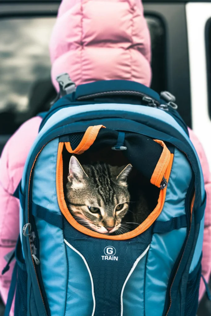 cat travels in backpack carrier to board an airplane for a holiday vacation