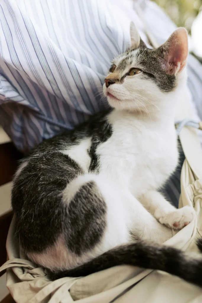 A senior cat with thyroid disease curled up on owner's lap
