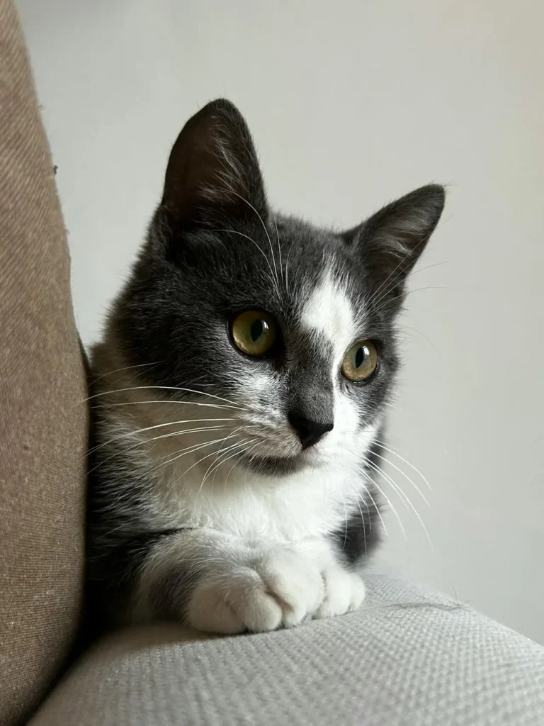 close up of a tuxedo cat with overactive thyroid