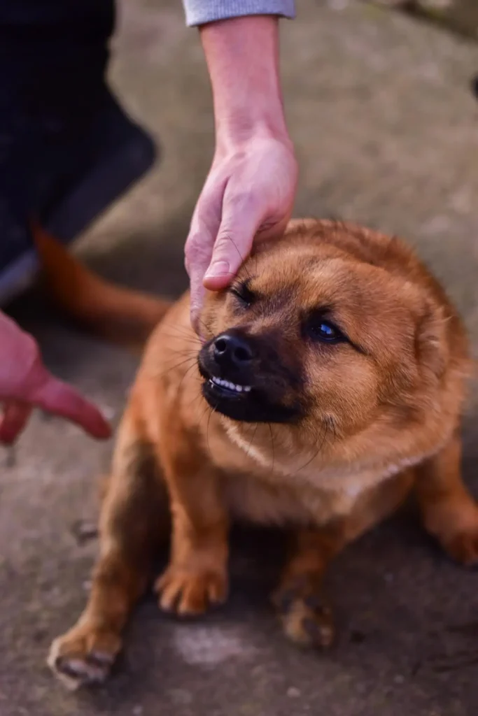 A small dog tucks its tail and pins its ears, indicating discomfort that could lead to a bite
