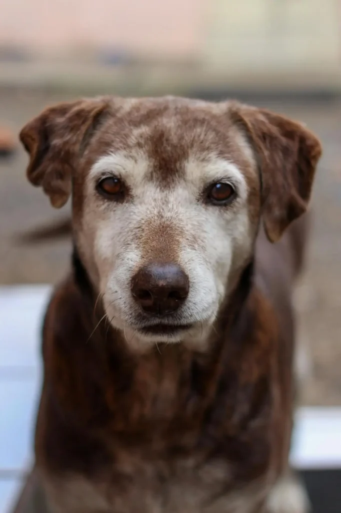 senior dog with a grey muzzle experiencing blindness