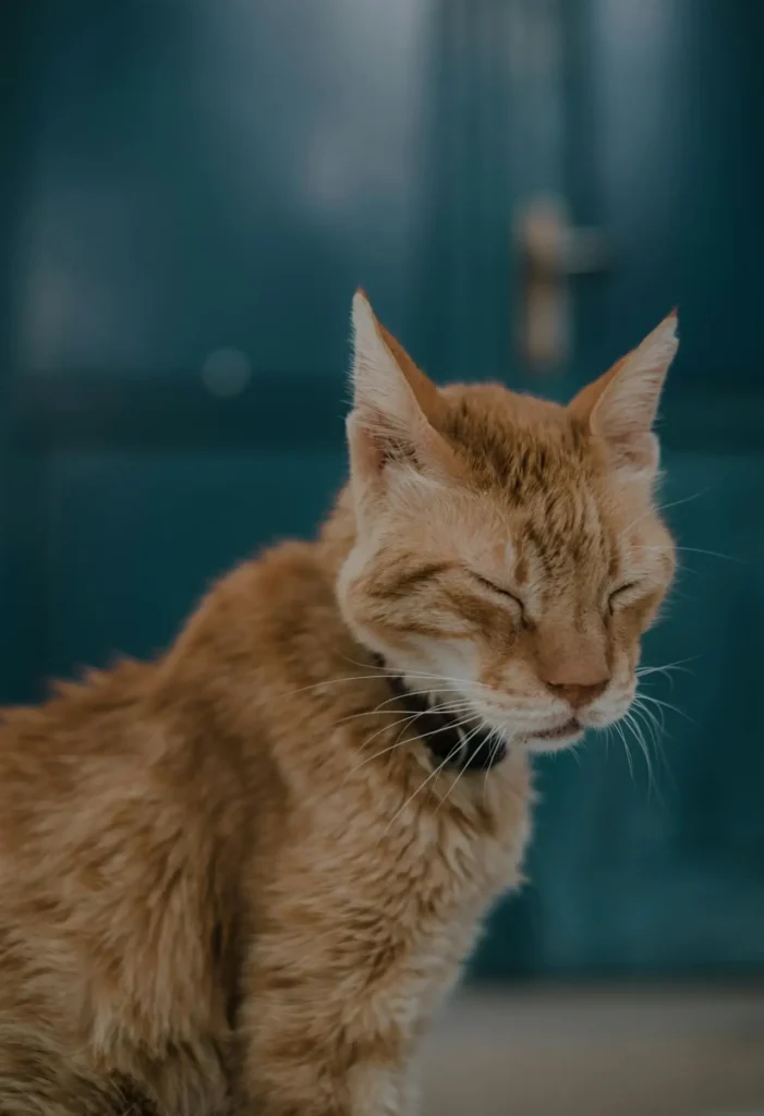 A male orange cat is at an elevated risk of a urinary blockage