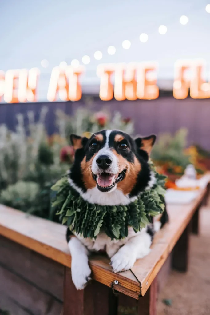 A dog in a leafy costume lies down next to a dog-friendly restaurant in Raleigh