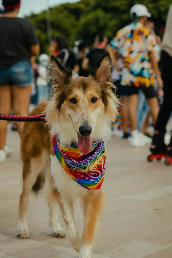 A collie in a bandana walks around a dog-friendly Raleigh event