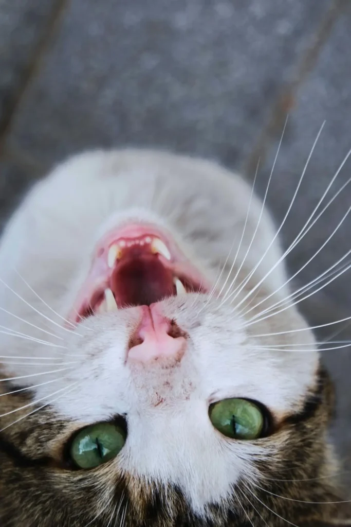 A green-eyed cat shows off teeth unaffected by tooth resorption