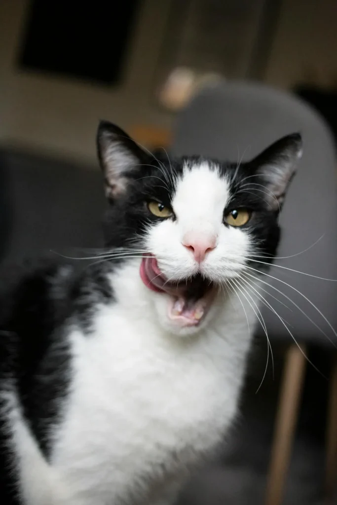 a tuxedo cat sticks out its tongue after having teeth extracted for tooth resorption