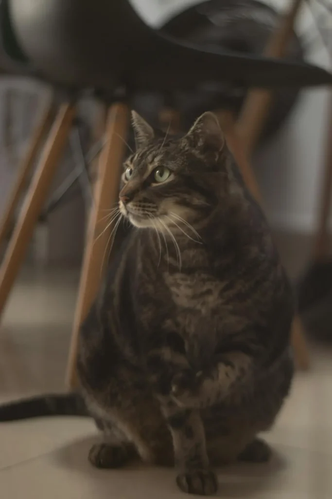 overweight tabby cat under a table