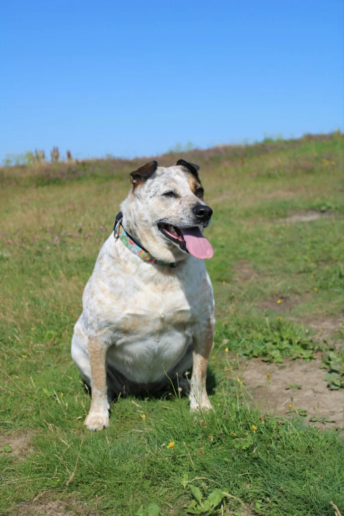 overweight dog exercising for health weight loss