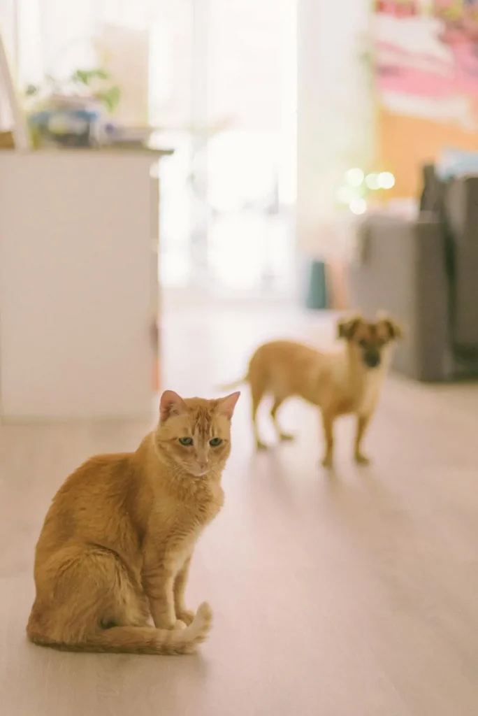 dog and cat home from the vet after routine bloodwork