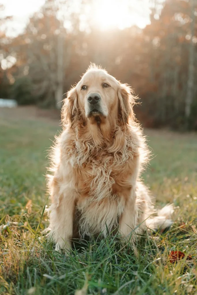 Golden retriever sits outdoors, vaccinated against lepto