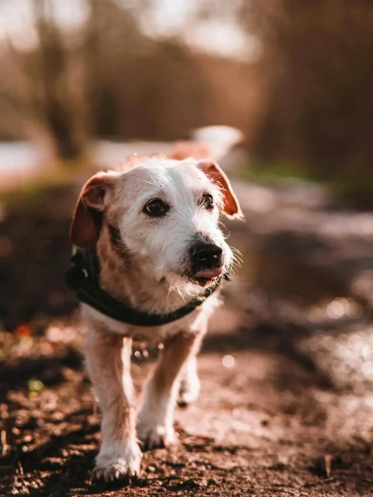A small terrier vaccinated against lepto wears a hiking pack on a trail 