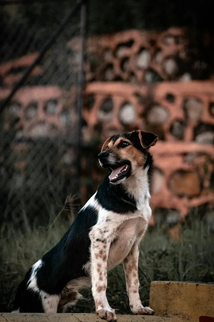 A senior dog who need routine bloodwork standing next to a fence