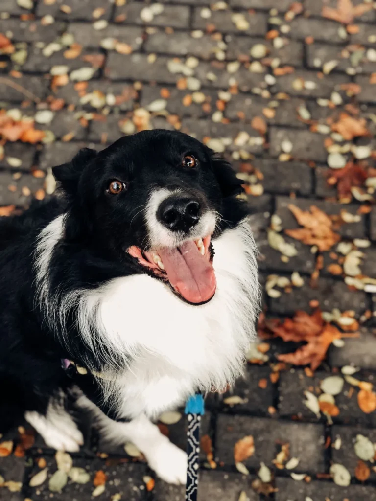 a border collie stays safe from wildlife encounters in suburban yard