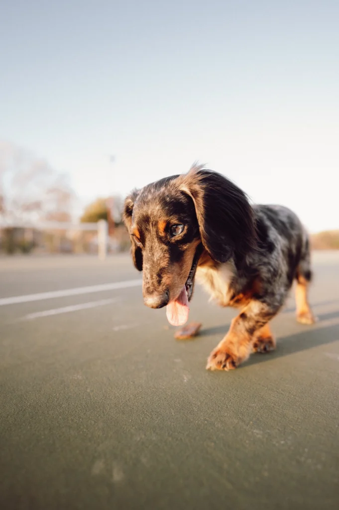 A dachshund gets gentle exercise to reduce risk of IVDD
