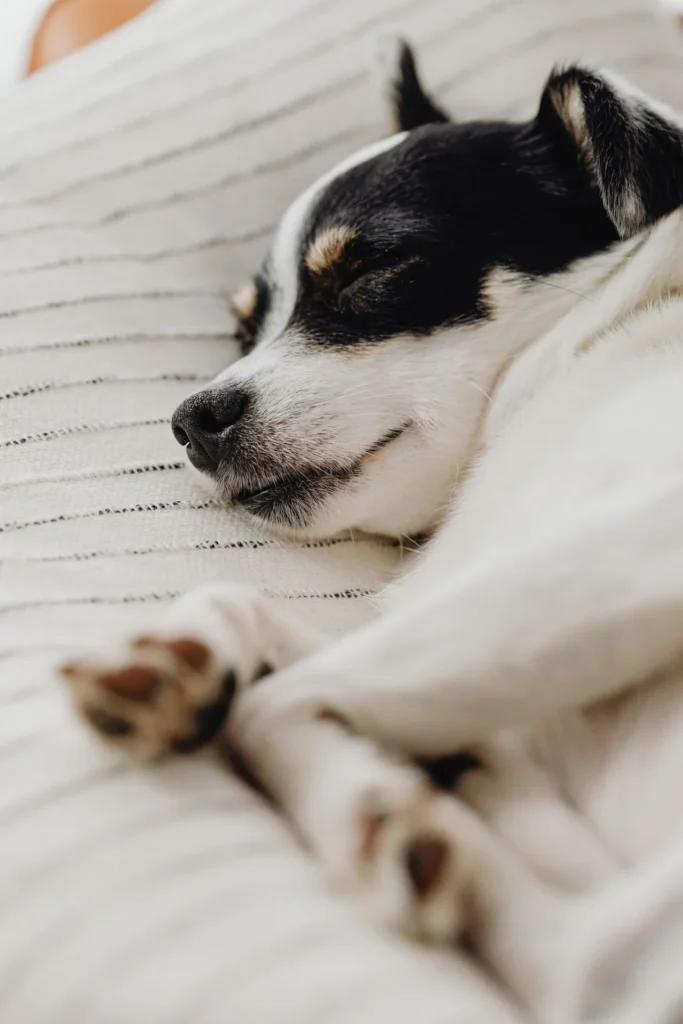 a sleeping dog recovers from a planned surgery