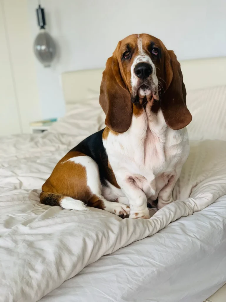 Basset hound maintains a healthy body weight to reduce risk of IVDD